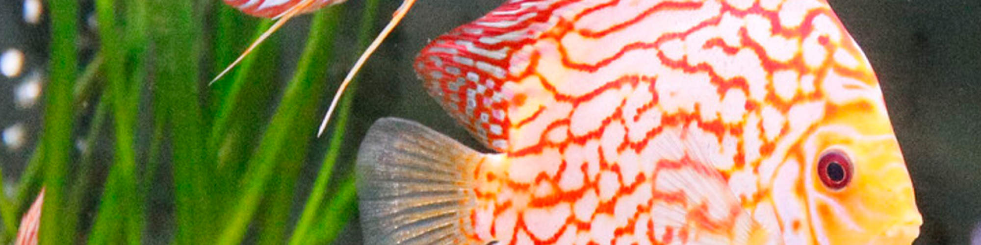 Klee Gartenfachmarkt Olaf Gey GmbH & Co. KG