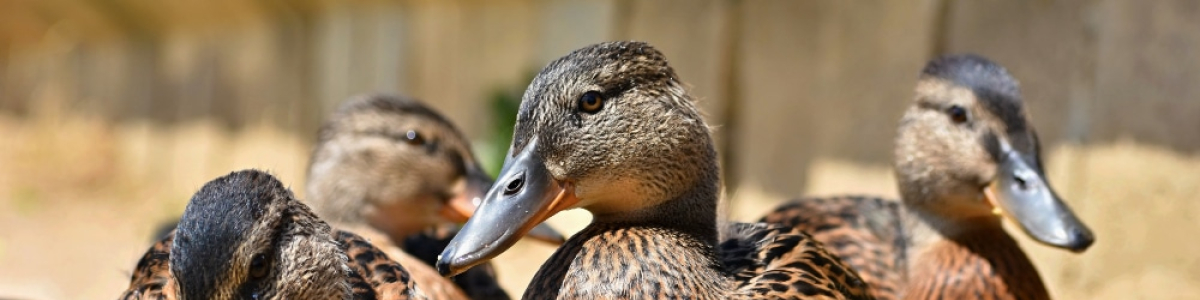 Fläminger Entenspezialitäten GmbH Co KG cover