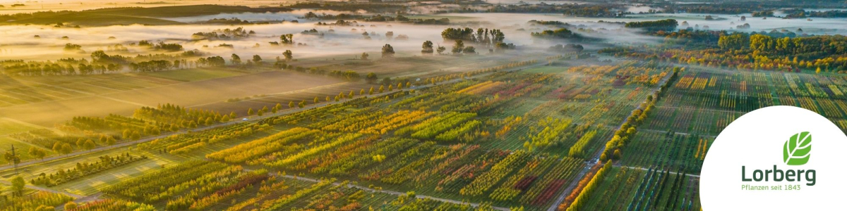 Lorberg Quality Plants GmbH &amp; Co. KG cover